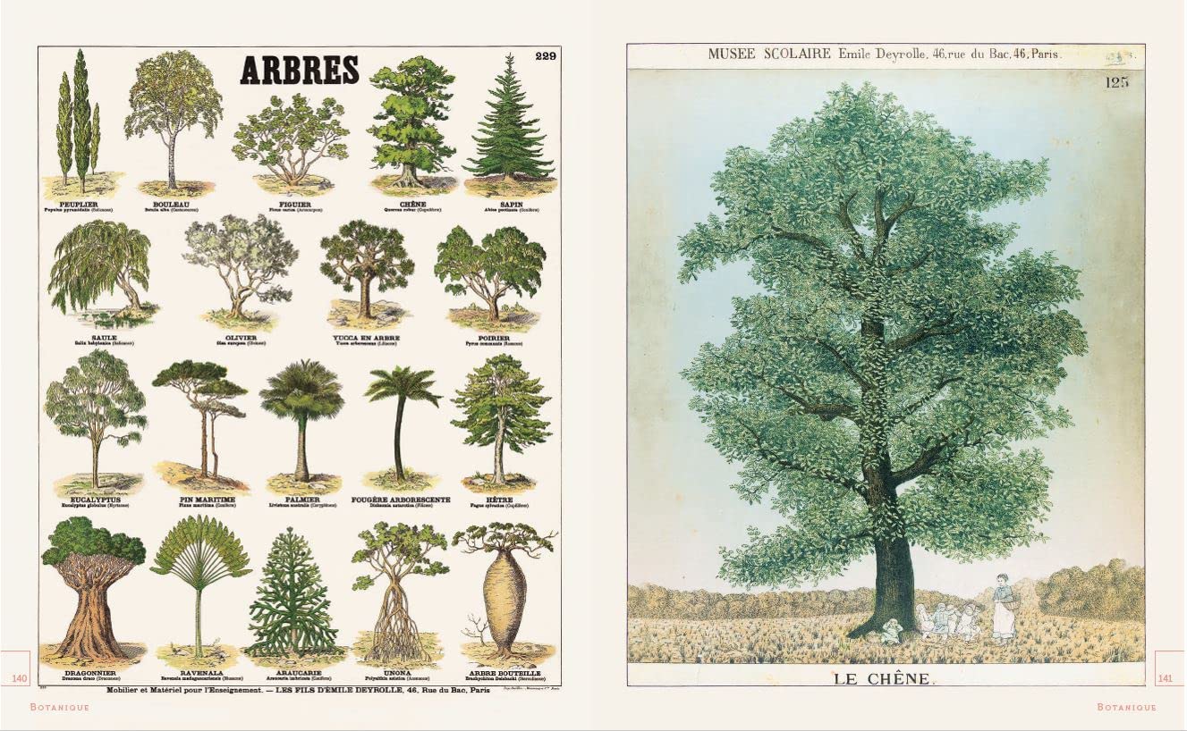 Leçons de choses & autres curiosités naturelles