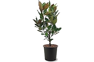 Southern Little Gem Magnolia Tree