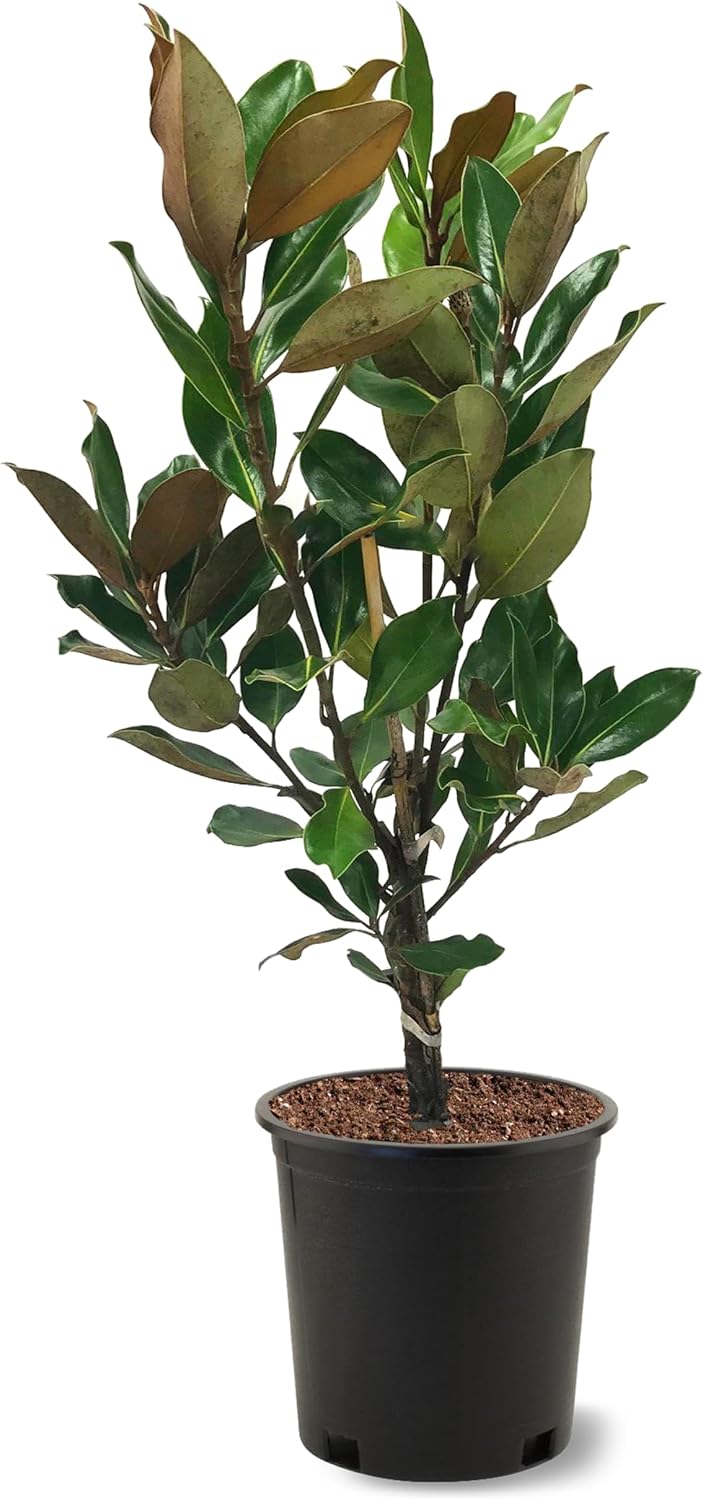 American Plant Exchange Japanese Alexandrina Magnolia Tree, 5 Gallon Pot, 2-3ft Tall, Large, Live Outdoor Landscape Garden Plant, Pink-Purple Flowering Blooms, Easy to Care