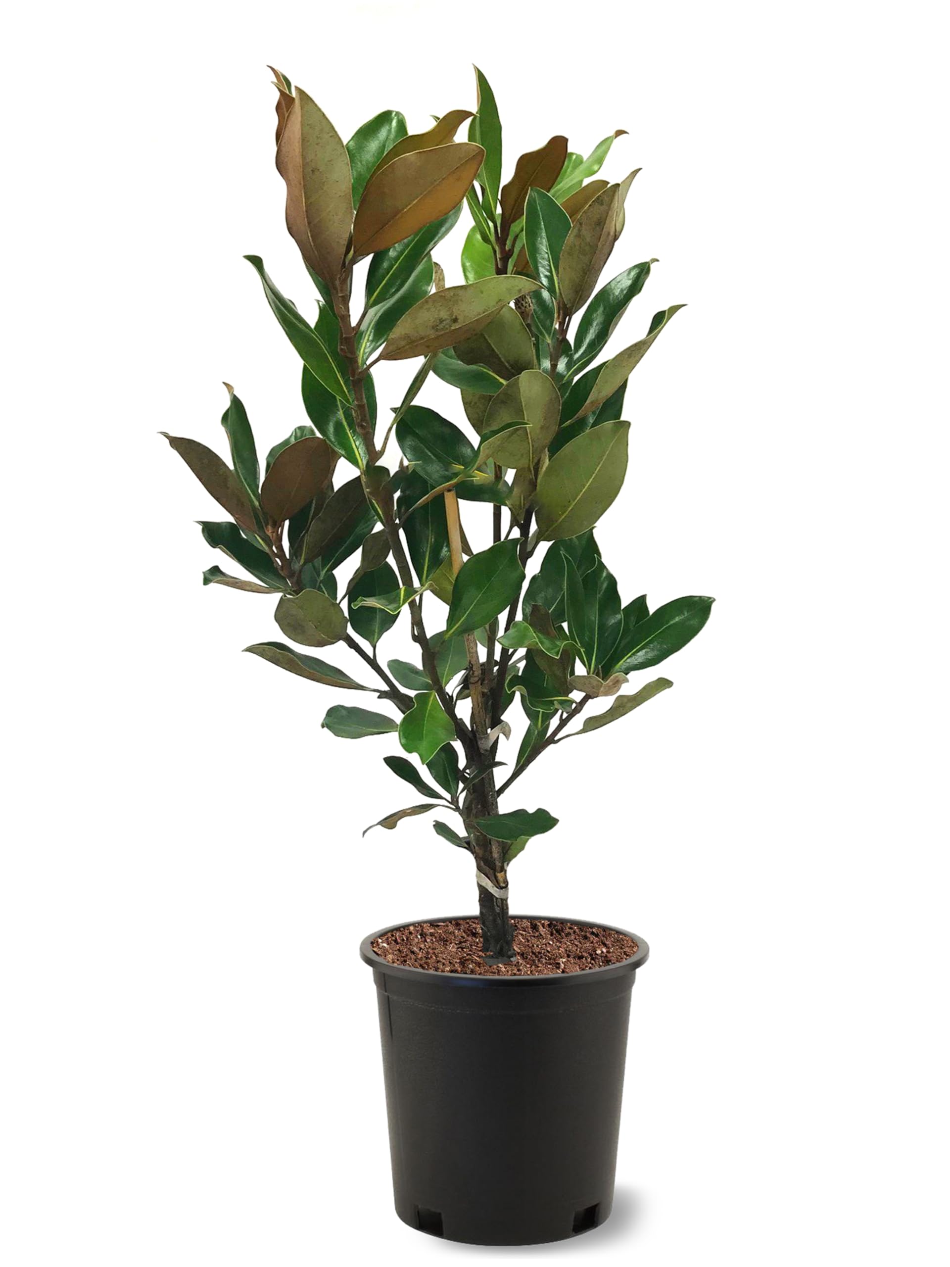 American Plant Exchange Southern Magnolia Little Gem Tree Gallon