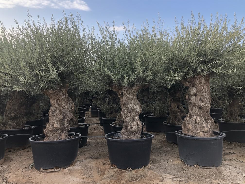 Sunny Tree - Olea Europea Olivier - Bonsaï d'olivier rustique 250 centimètres avec pot - 150 ans d'âge - donne des olives