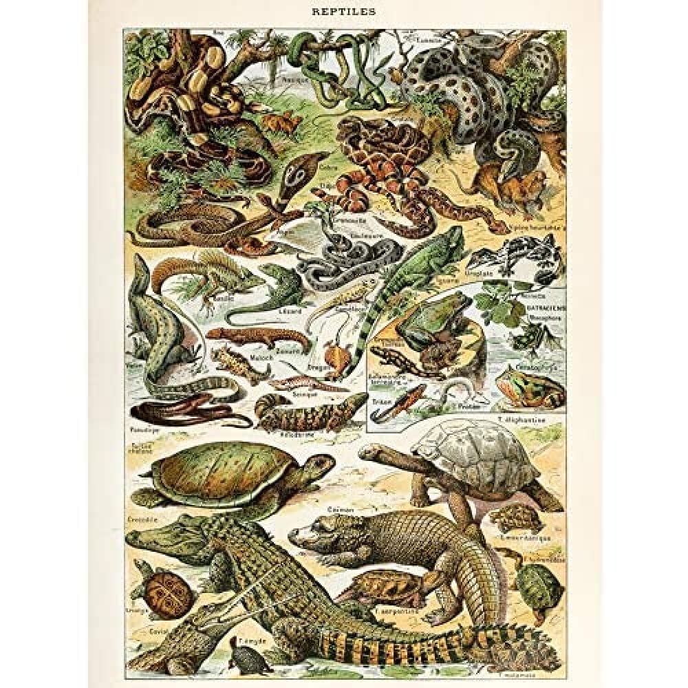 Artery8 Millot Encyclopedia Page Molluscs Shells Art Print Framed Poster Wall Decor 12x16 inch — view 81