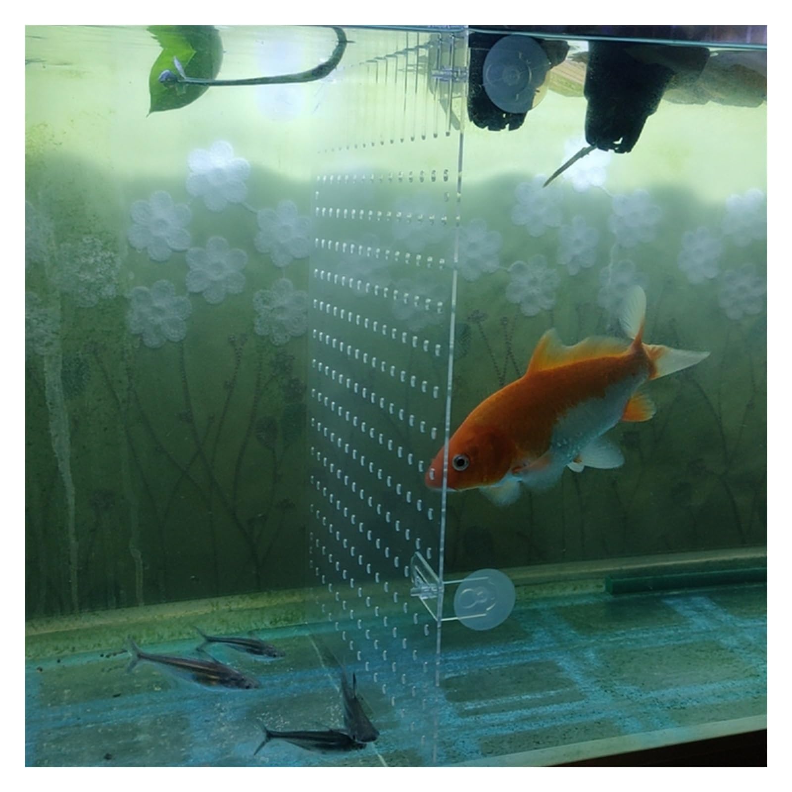 Divisor de Acuario Kit transparente de divisor de pecera de acrílico, divisor de tanque con ventosa/accesorios de acuario para pecera, filtro divisor de pecera de acuario ajustable para peces bebés(38