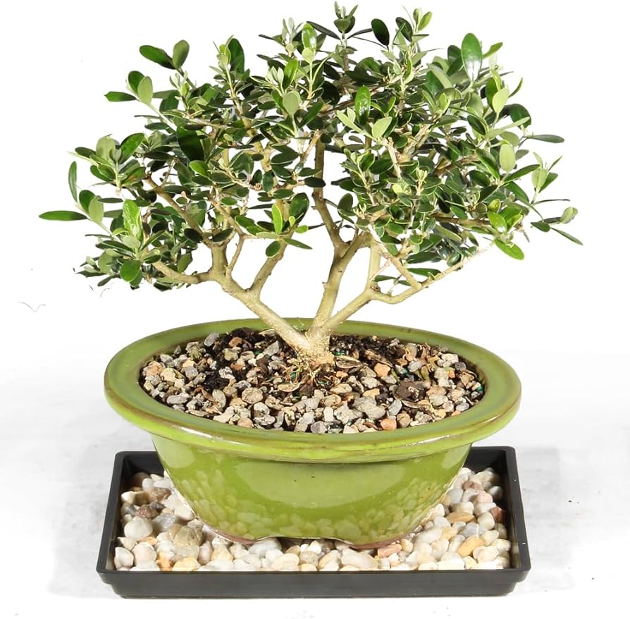 Amazon.com: Brussel's Bonsai Live European Olive Bonsai Tree