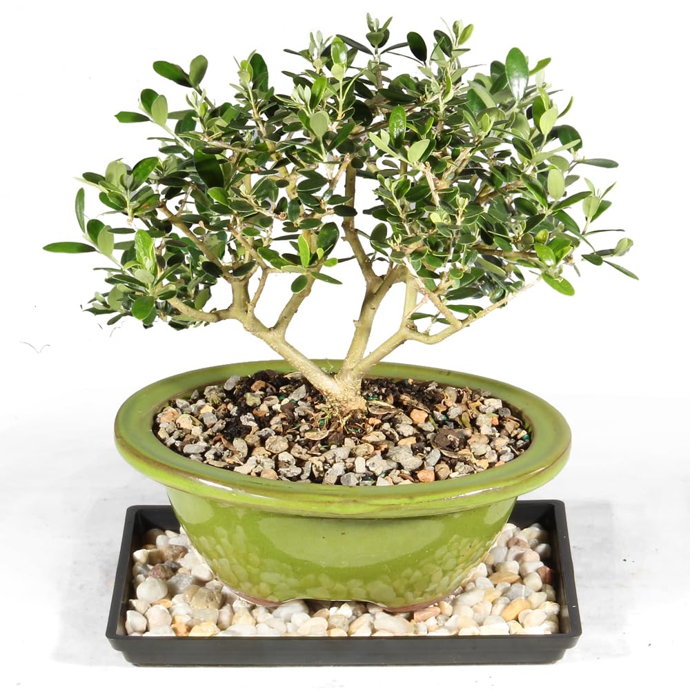 オリーブ盆栽Olive Bonsai オリーブ盆栽「BON」① / olive bonsai 