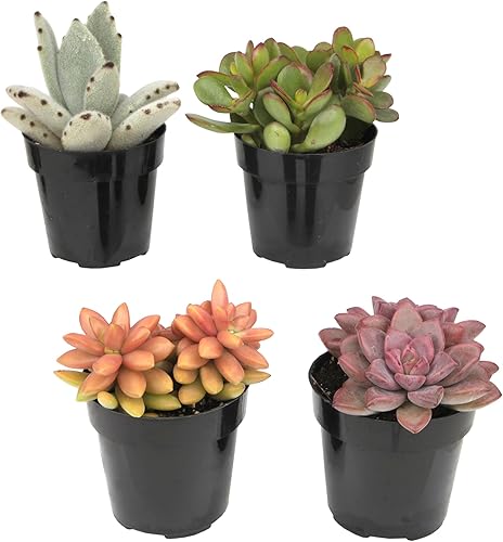 Miniatura 12 de Altman Plants, Plantas suculentas vivas (4 unidades), regalos para amantes de las plantas suculentas, plantas de interior vivas en tierra para