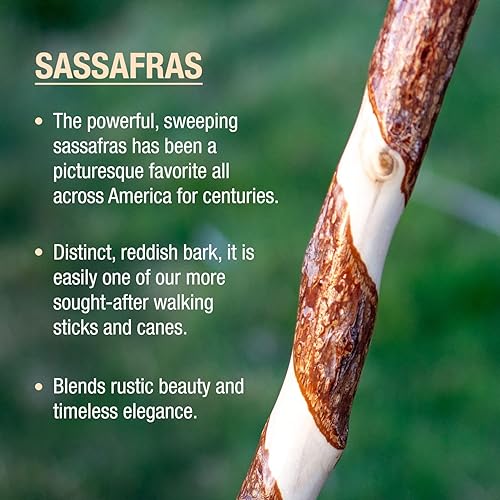 Miniatura 3 de Brazos Rustic Wood Walking Stick, Twisted Sassafras, Traditional Style Handle, for Men & Women, Made in The USA