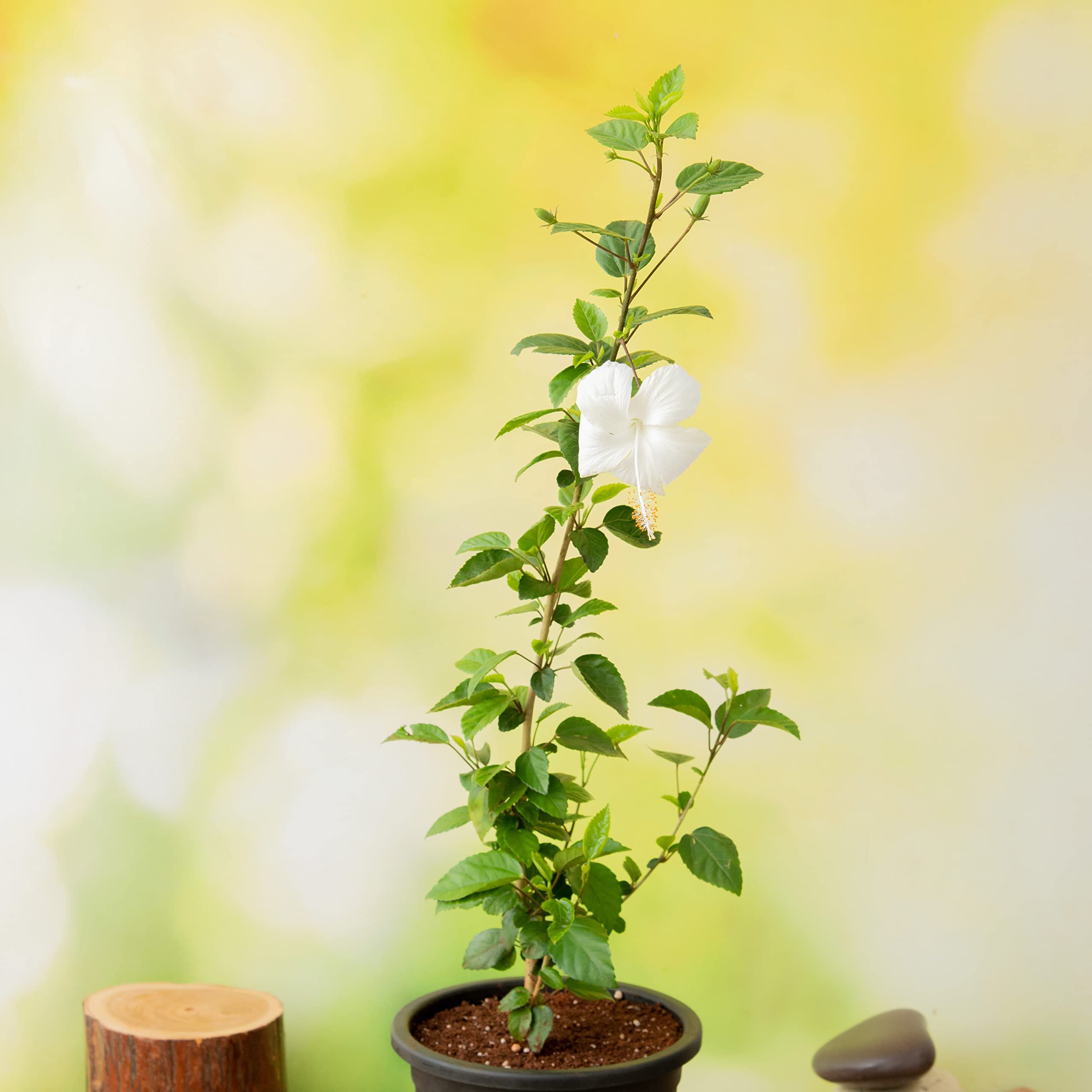 White hibiscus plant hybrid (1 live plant) (B0C3Z2ZW8Z) Amazon Price History, Amazon Price Tracker
