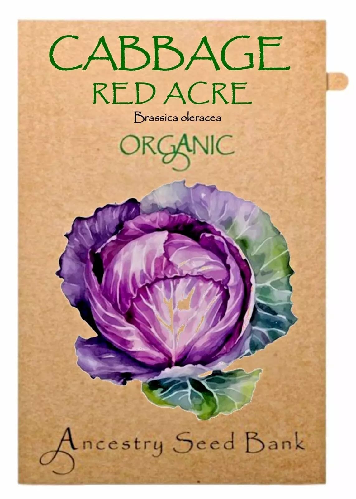 Organic Cabbage ❁ Red Acre ❁ x100 Seeds Heirloom - Non GMO