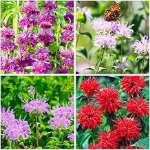 1000+ Seed Bee Balm Seeds for Planting Outdoor-Heirloom Non-GMO Ornamental Bee Balm Plant Beautiful Perennial Flower Seeds in Your Home Garden