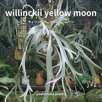 胞子　willinckii cv 伊右衛門　ビカクシダ P.willinckii moonlight from @katsu_hibino 綺麗なウィリンキー