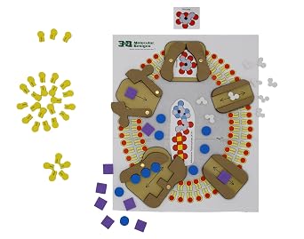 Membrane Student Modeling Pack