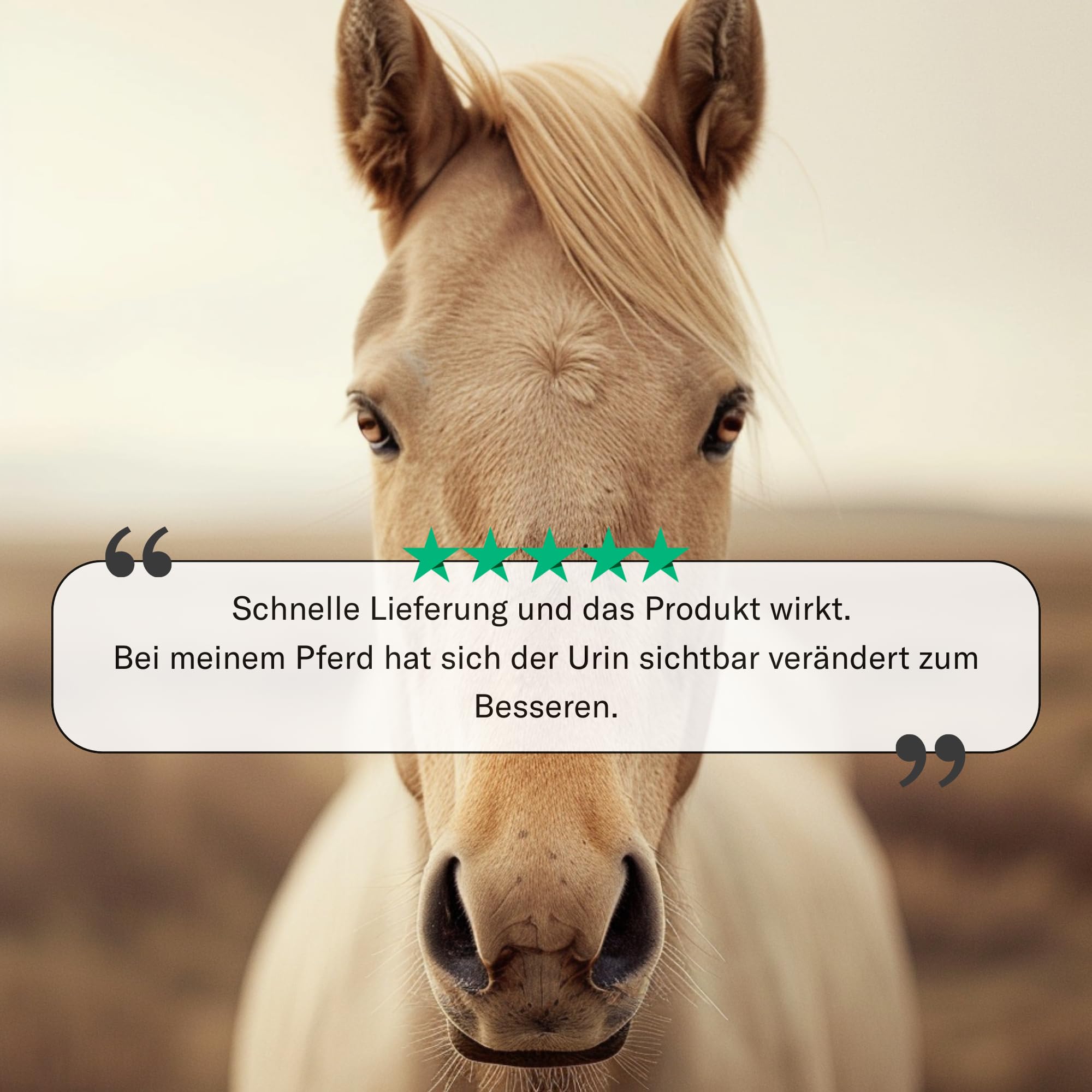 Urologist Aid Pferd – Harnwegshilfe bei Blasenentzündung, Blasensteinen & Nierensteinen – pflanzliches Nahrungsergänzungsmittel zur Unterstützung von Blase & Harnwegen – 180 × 1000 mg – Sensipharm