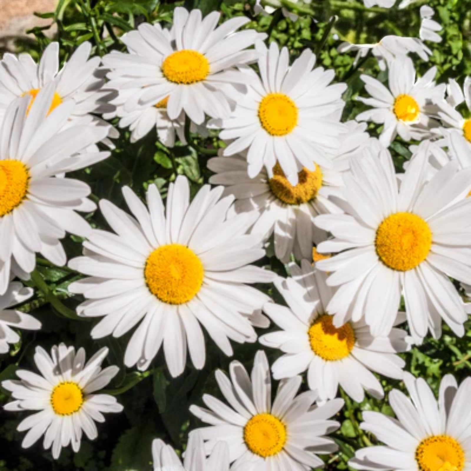 Carbeth Plants Leucanthemum Shasta Daisy in 9cm Pot - Hardy Perennial Cottage Garden Plant - White Daisy Style Flowers - Pollinator Friendly Summer Blooms (Ooh La Lagrande, 1)