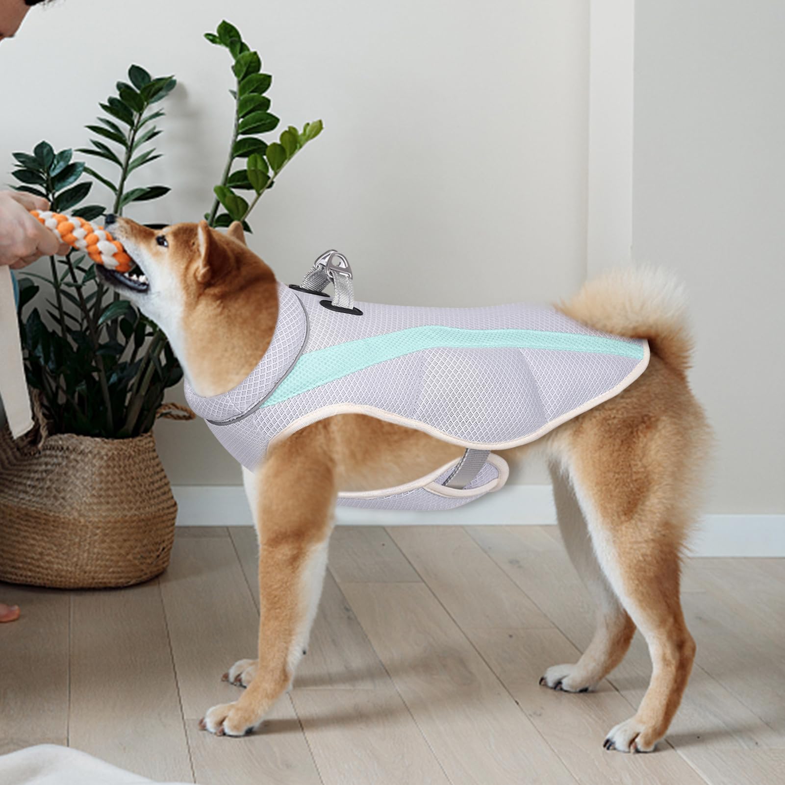 Gilet rafraîchissant d'été pour chien, chemise légère et rafraîchissante pour chien, en microfibre par évaporation, convient pour les chiens de taille moyenne et grande (XXL)