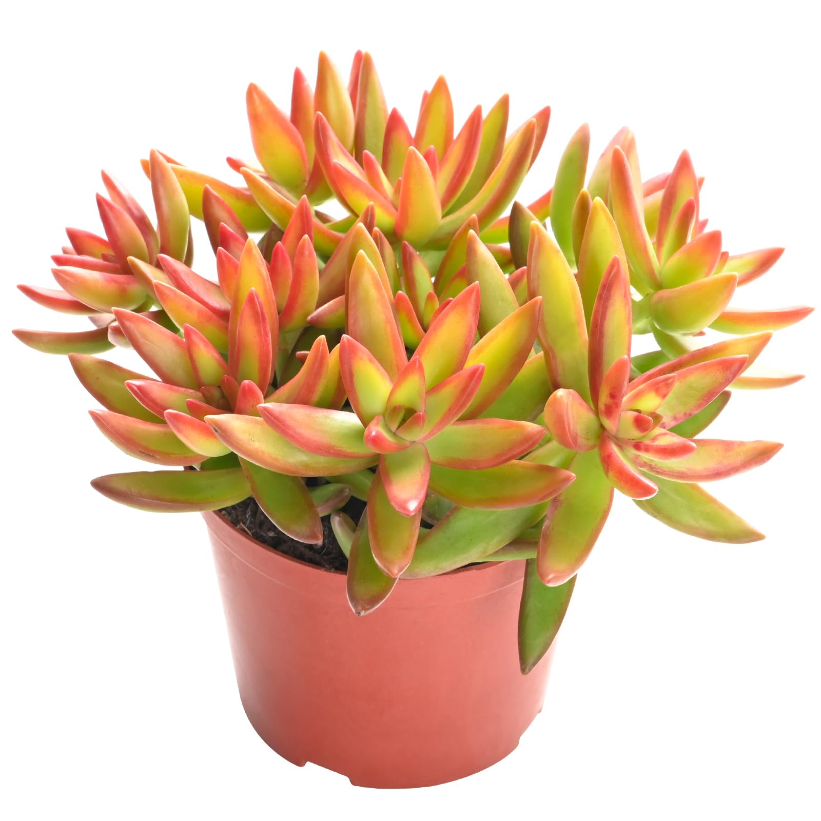 Amazon.com : Live Succulents Sedum Adolphi 'Firestorm' (4-inch