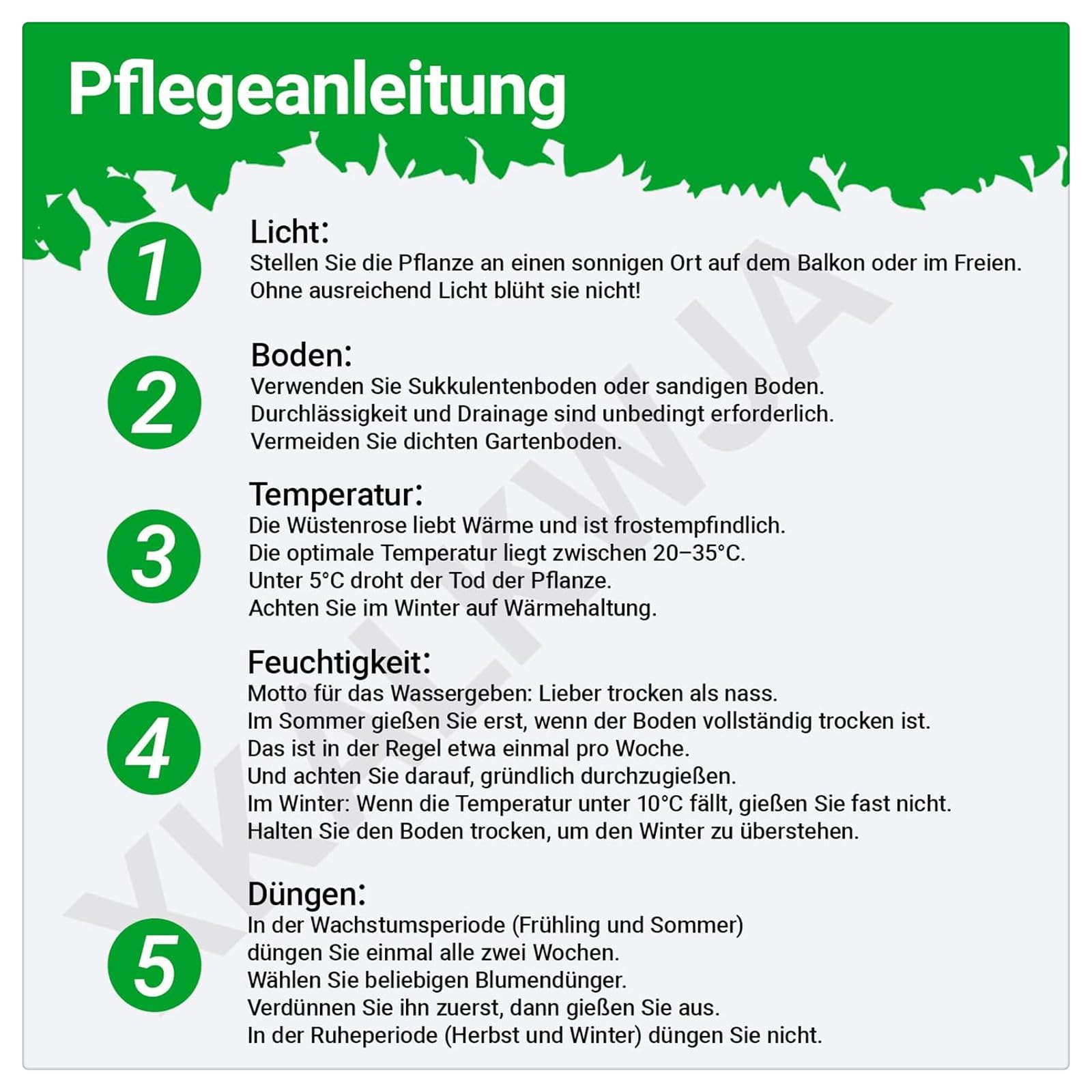 Winterharte Wüstenrose Rhizome - Exotische Zimmerpflanze Für Garten & Balkon