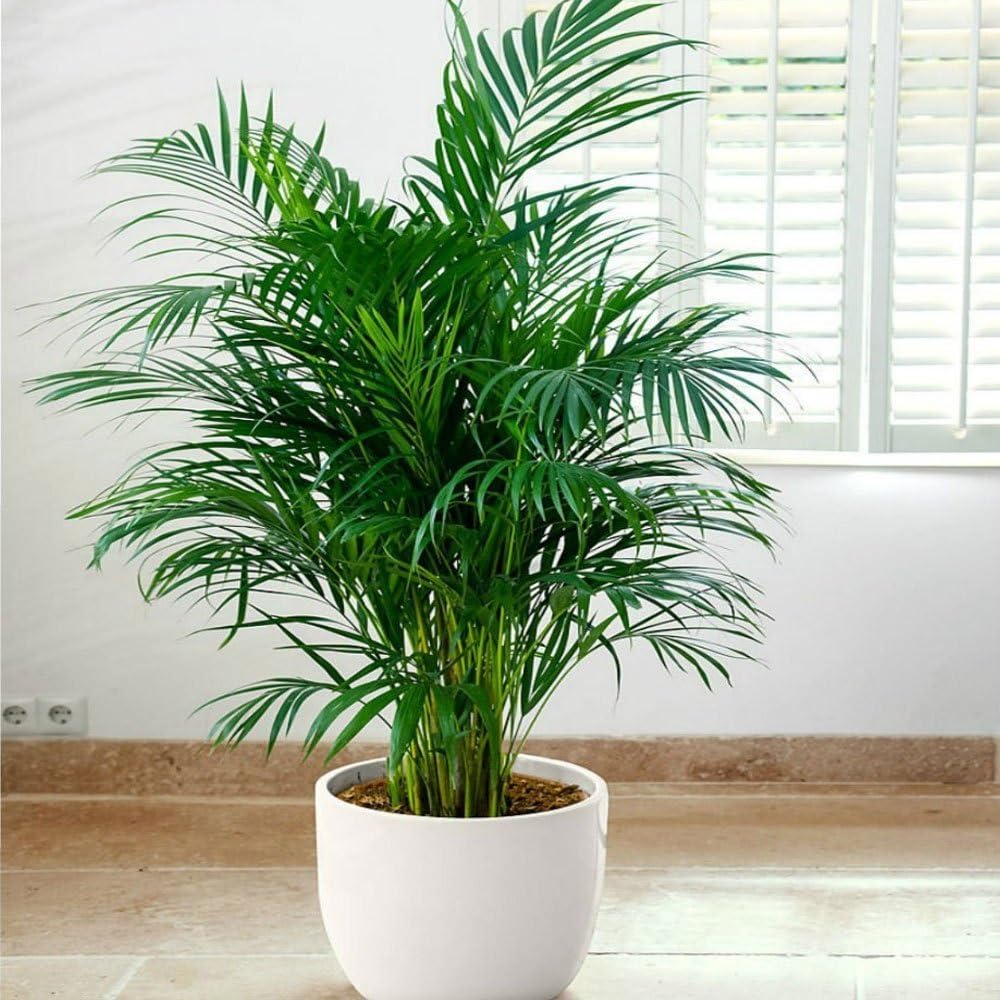 See full amazon price history chart for Erica palm live plant || live plant for erica palm || pack of 1 Erica palm live plant || live plant for erica palm || pack of 1 (B0CXQ6FV9X) Amazon Price History, Amazon Price Tracker