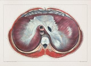 Anatomy DIAPHRAGM THORAX TOP print SRA3 12x18 conqueror laid paper