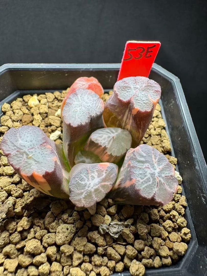 53e 多肉植物　ハオルチア　聖母の泉万象錦　自家繁殖　鉢植え発送 Amazon｜53e 多肉植物 ハオルチア 聖母の泉万象錦 自家繁殖 鉢植え