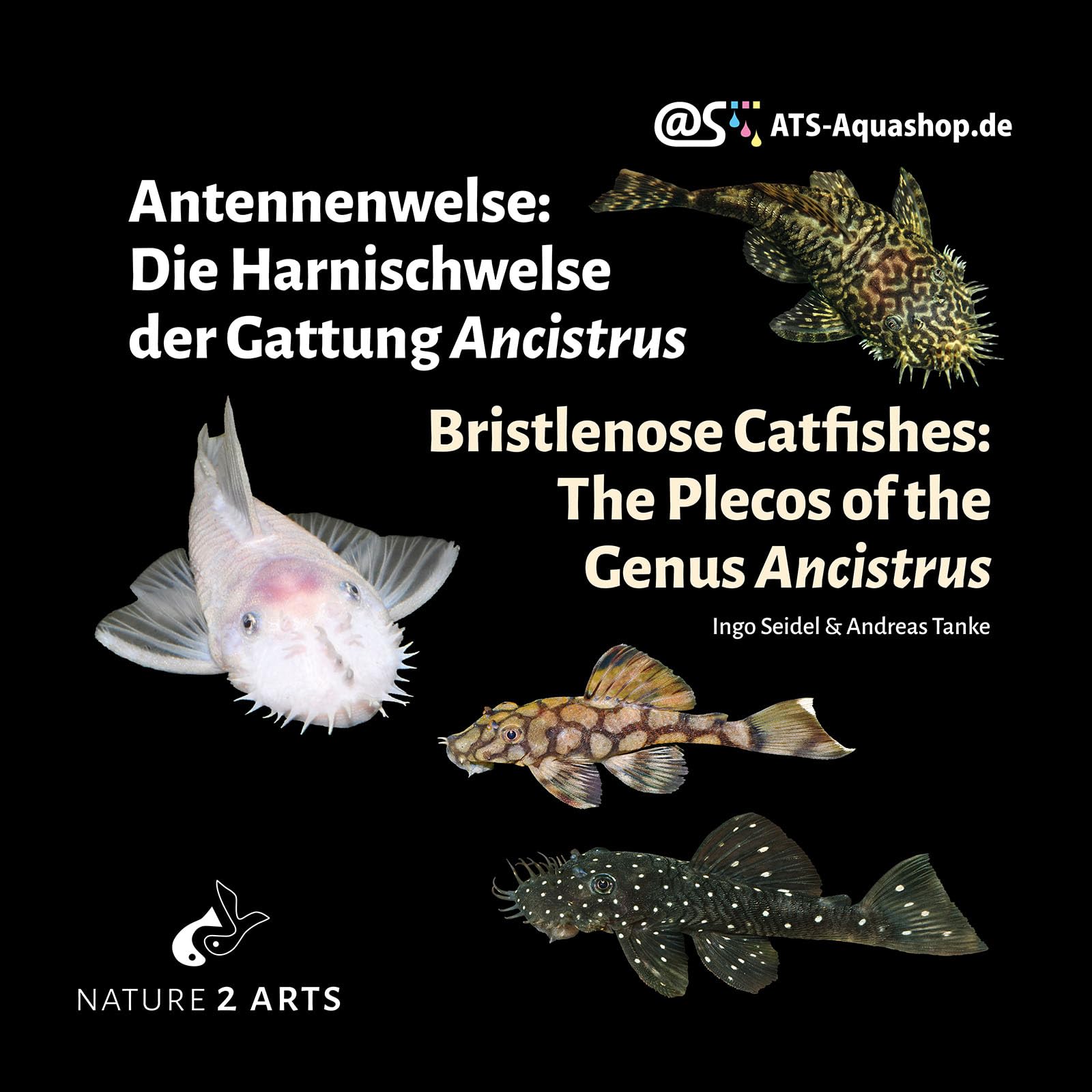Antennenwelse: Die Harnischwelse der Gattung Ancistrus