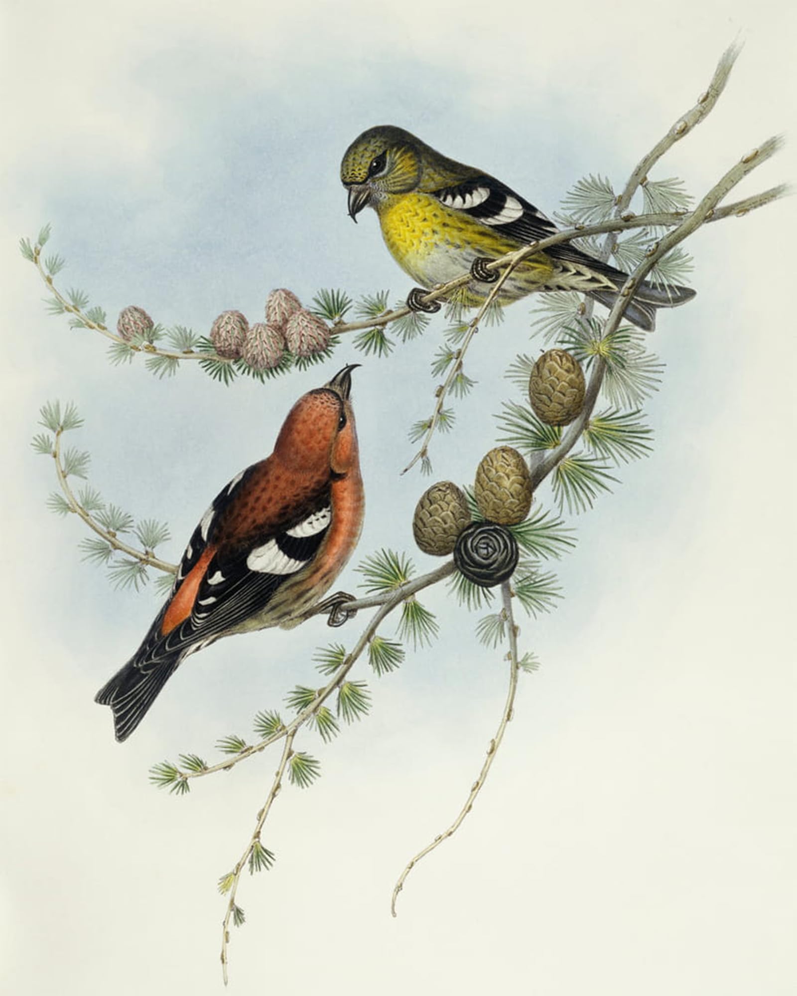 ARTXLXXBN Famous Art Print Poster Vintage Wall Art Animal Bird White winged Crossbill Engraving by John Gould Canvas Art Poster for Home Decor 60x90cm