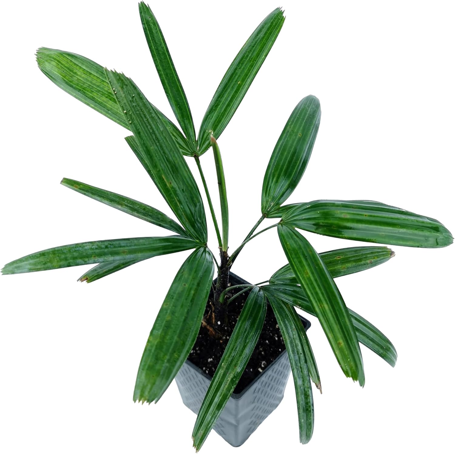 Lady Palm (Rhapis excelsa) The Air Cleaner – Live Tropical Palm Tree – Hardy, Low-Maintenance Indoor or Outdoor Plant for Home and Garden (2 Palms, 4" Pot)