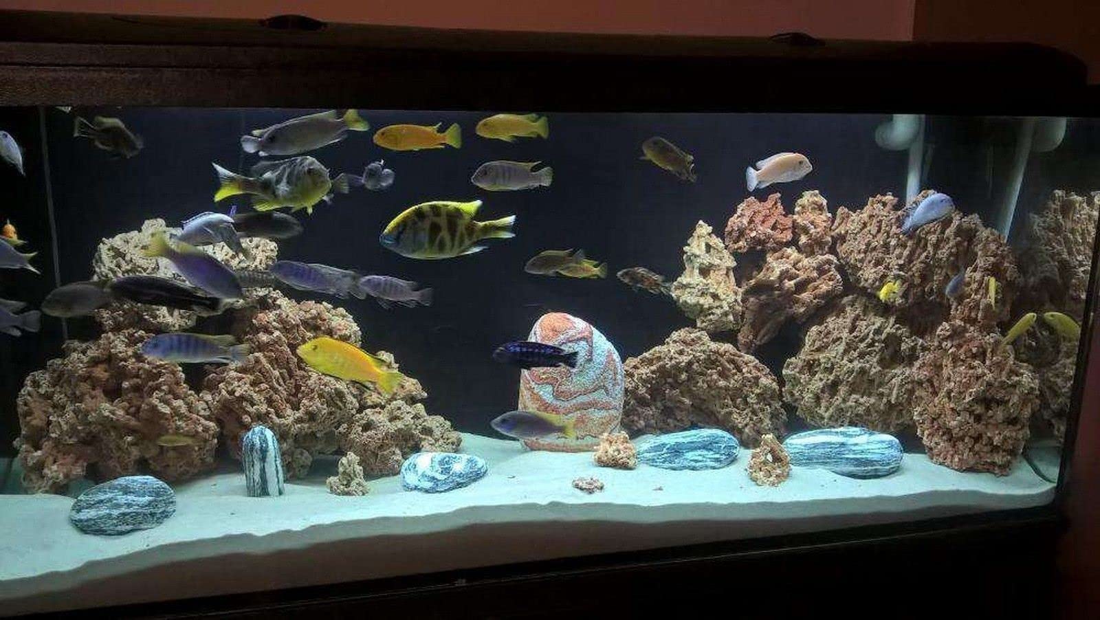 Pietre dolomitiche per Acquario - Decorazione Naturale per Acquario - Rocce Ornamentali Marine - Adatto per biotipi Malawi e Tanganica - Stabilizzare Il PH - 20 kg di Spaghetti Verde
