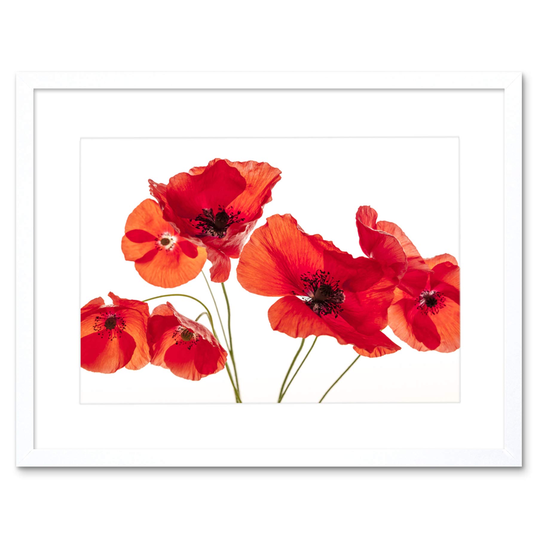 Wee Blue Coo Photo Nature Flower Poppy Heads Red Petals Framed Wall Art Print