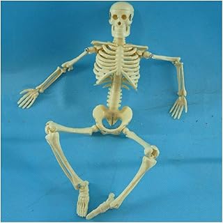 45CM Human Skeleton Skull Model Medical Teaching Model - Human Skeleton Assembly Model - PVC Material Human Body Bone Anatomical Model - for Study Training