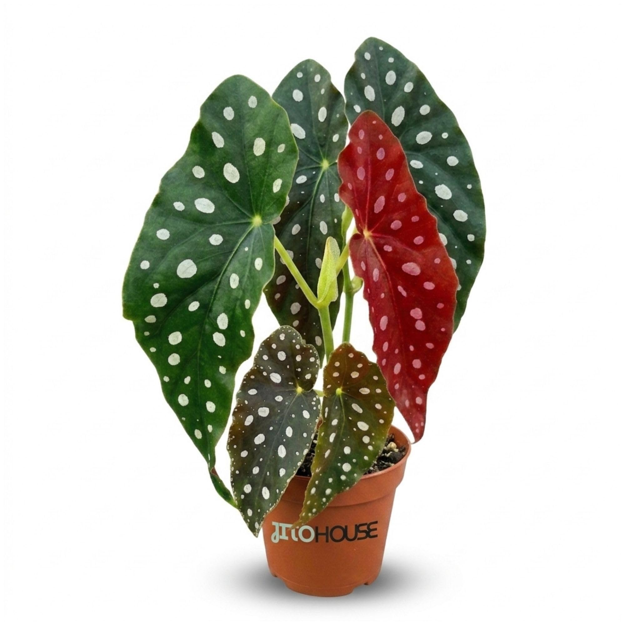 Bumble Plants Begonia Maculata