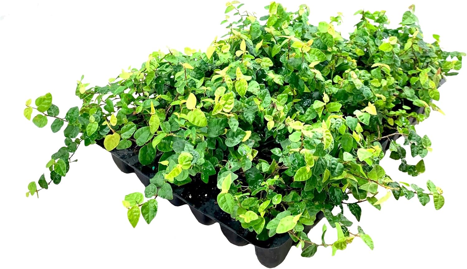 Creeping Fig Plant Ficus Pumila Climbing Vine - 60 Live Fully Rooted Plants