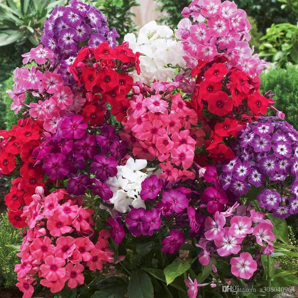 Planthub Phlox Flower Seed, Fragrant Dwarf Hybrid Beauty Mixed - Pack of 50 Seeds. (B07R81S3FQ) Amazon Price History, Amazon Price Tracker