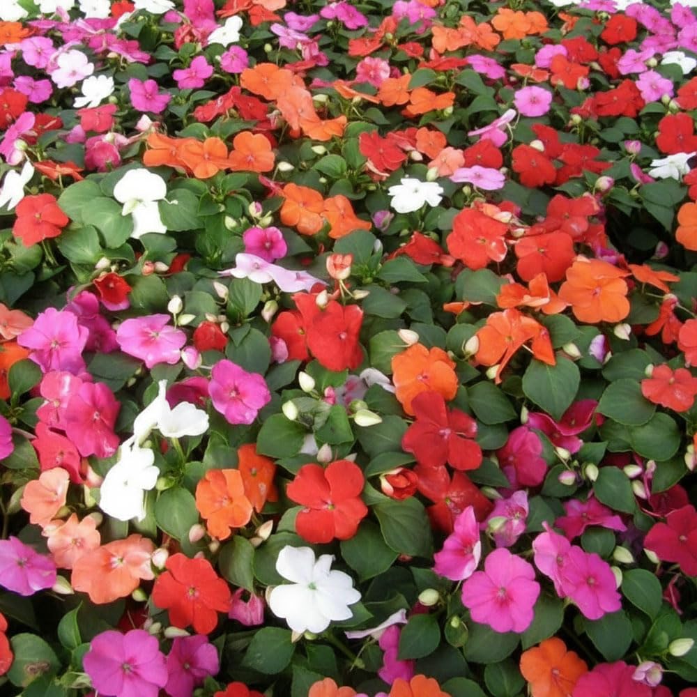 Busy Lizzie Fothergill’s Mix F1 Seeds – Great Value – Half Hardy Perennial – for Your Beautiful Garden