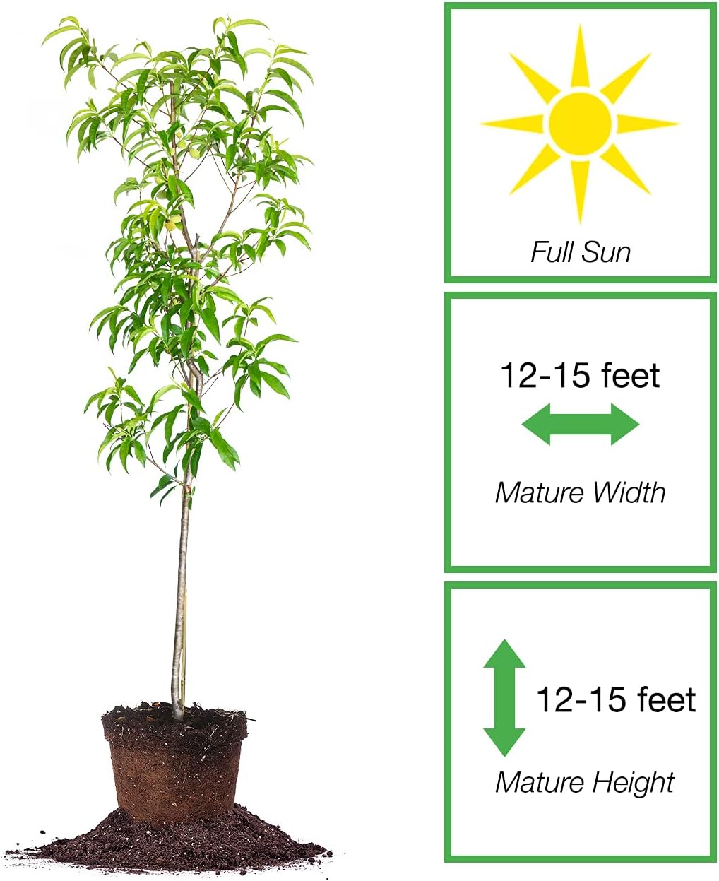 July Prince Peach Tree 4-5ft. Tall | Attractive Spring Blossoms| Heavy Producer | Self Fertile