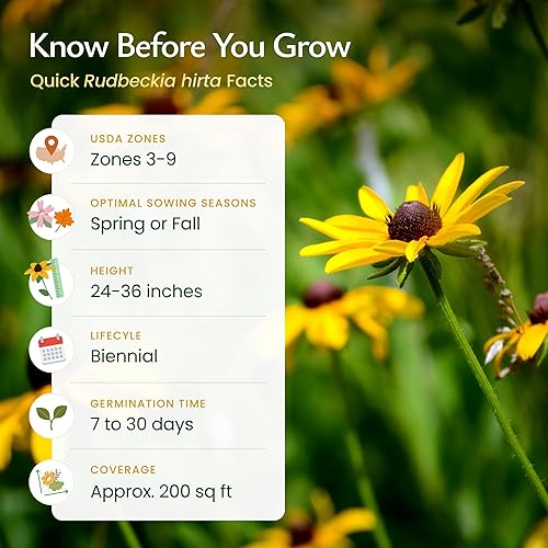 Miniatura 5 de Semillas de flores Susan de ojos negros para plantar más de 55000 semillas de primera calidad atrae a los polinizadores sin OMG