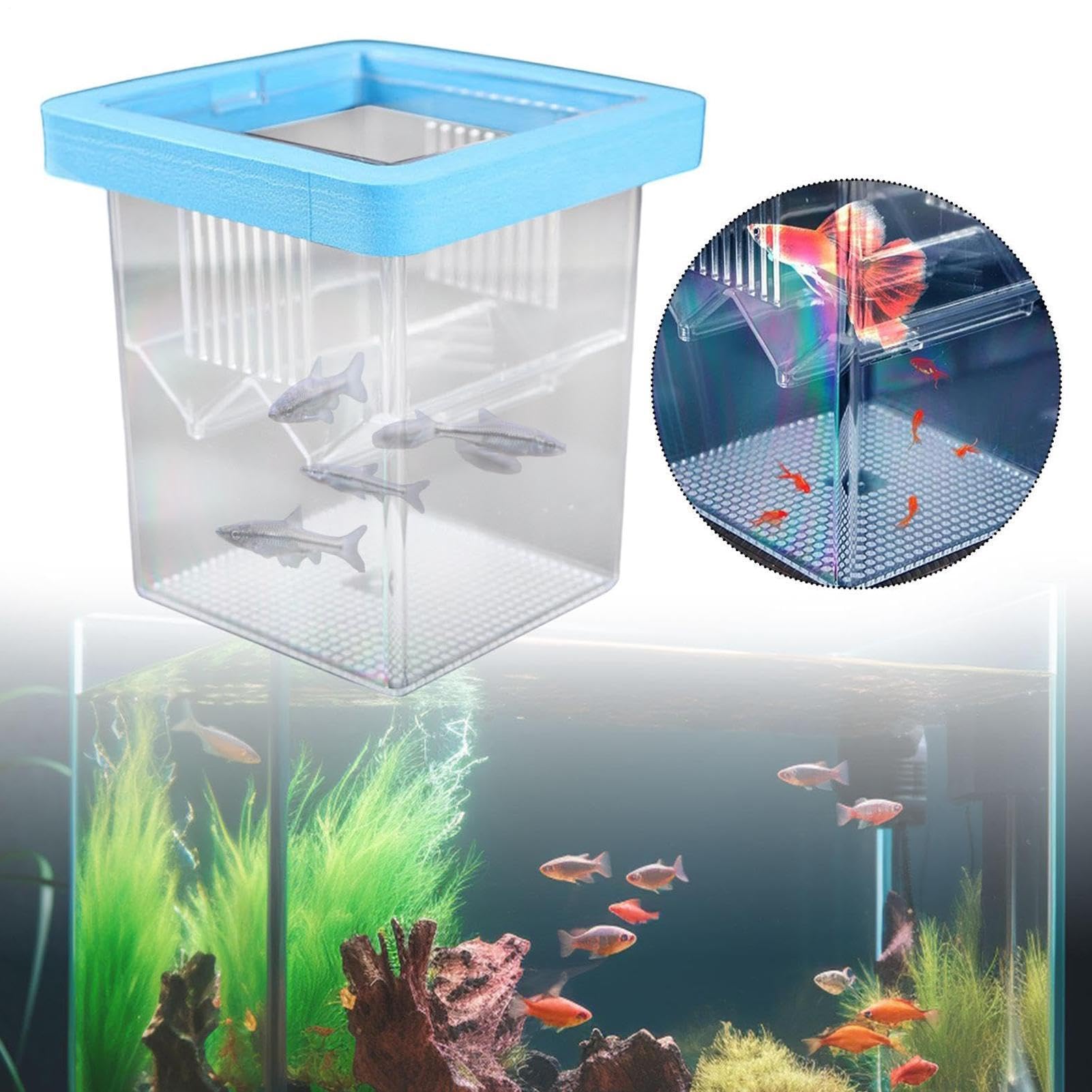 de Cría para Acuario,Incubadora Flotante pequeña acrílica para eclosión,Criadero de Peces - para Incubación Cuarentena Criadero Guppy Camarón Tortuga Agua Marina Hogar Oficina
