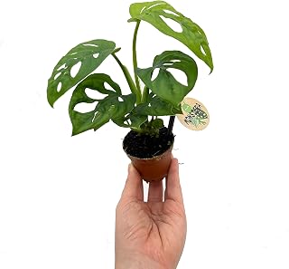 Monstera Adansonii | Colección MiniPlanta | DECOALIVE | Plantas Naturales de Pequeño Tamaño para Verlas Crecer