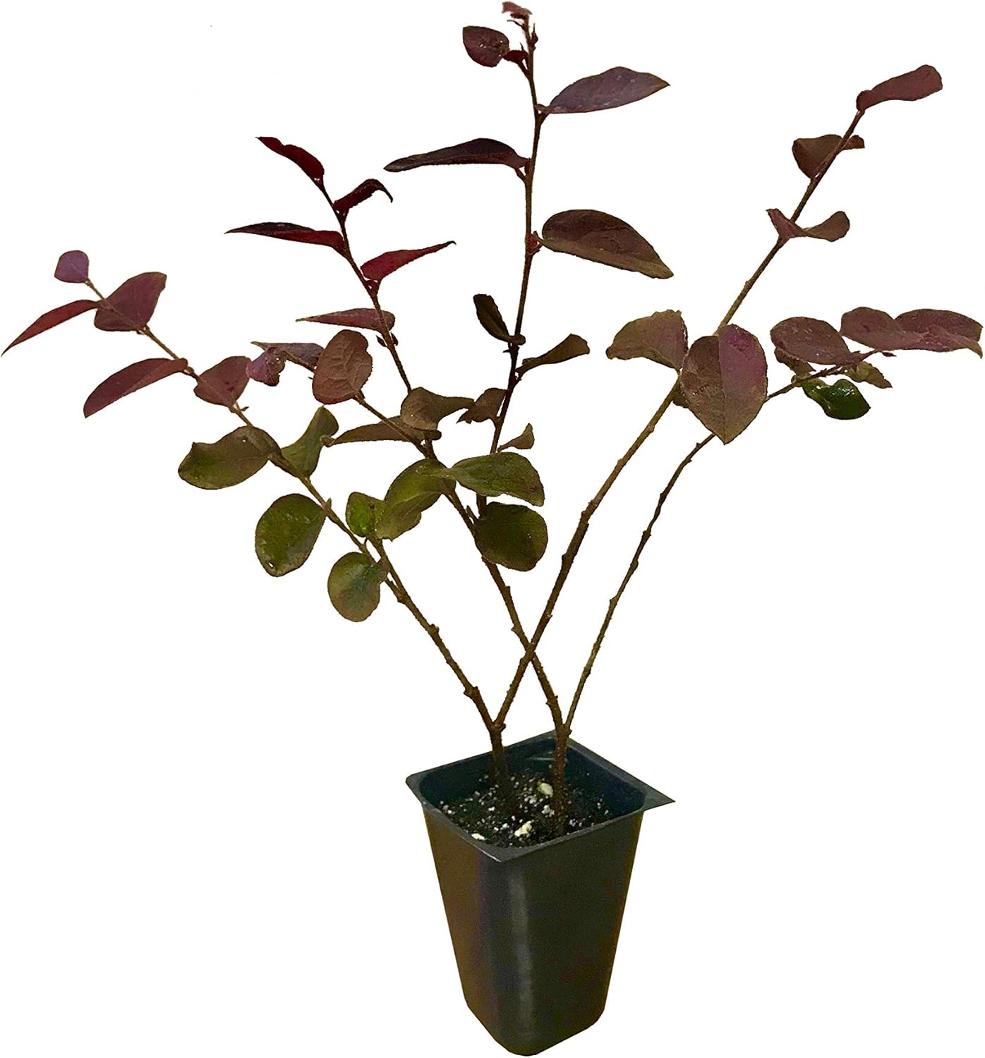 Loropetalum Plum Delight | 10 Live Plants | Loropetalum chinense VAR. rubrum | Evergreen Shrub for Landscaping | Purple Foliage Accent Plants for Gardens