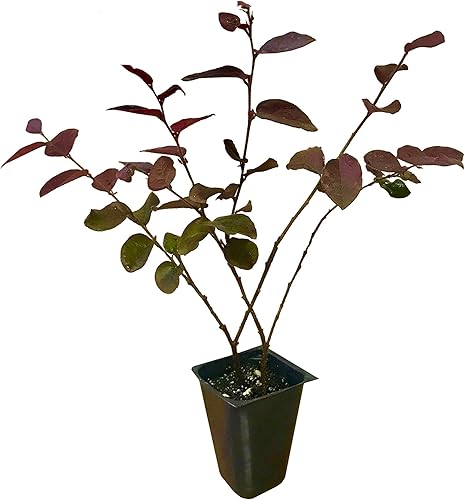 Miniatura 1 de Loropetalum Plum Delight  20 plantas vivas  Loropetalum chinense VAR. rubrum  Arbusto de hoja perenne para paisajismo  Plantas de acento de follaje