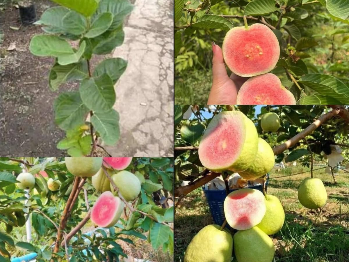 Red Diamond Guava original Grafted Plant & Tree (Pack Of 1) Hight Of The Plant 1.5-2 Feet