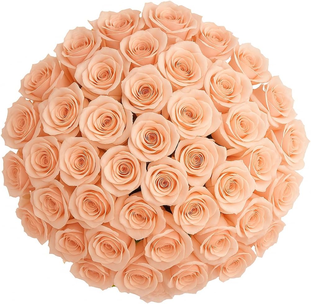 GlobalRose 200 Peach Roses Bouquet - Responsibly Sourced Roses Fresh Flowers - Hand-Picked Flowers Fresh Bouquet for Valentine's Day, Birthday & Special Occasions (8 Bunches of 25 Stems)