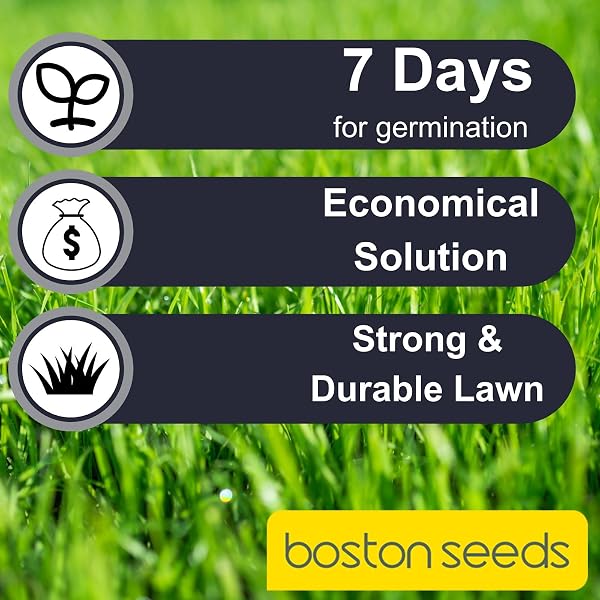 Boston Seeds Fast Growing Grass Seed - Hard Wearing Grass Seeds in Various Weights. Rapid Germination Seeds for Lawns & Landscapes (Eco - 5 Kilogram). - 4