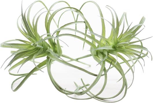 Small Artificial Air Plants Look Real Succulants Plant Faux Greenery Bromeliads for Garden Home Office Decoration Green Flocking Air Plants