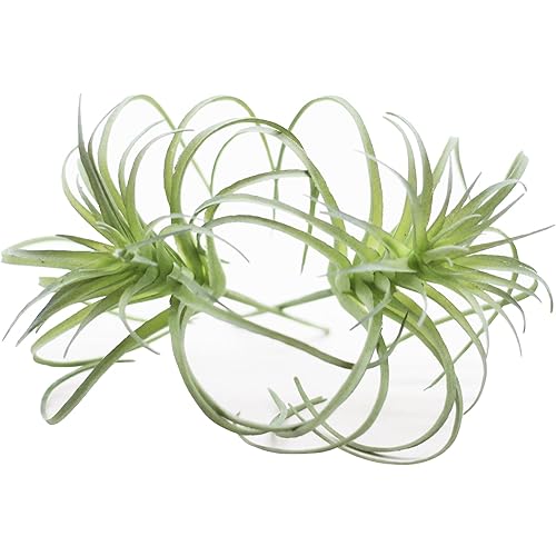 Small Artificial Air Plants Look Real Succulants Plant Faux Greenery