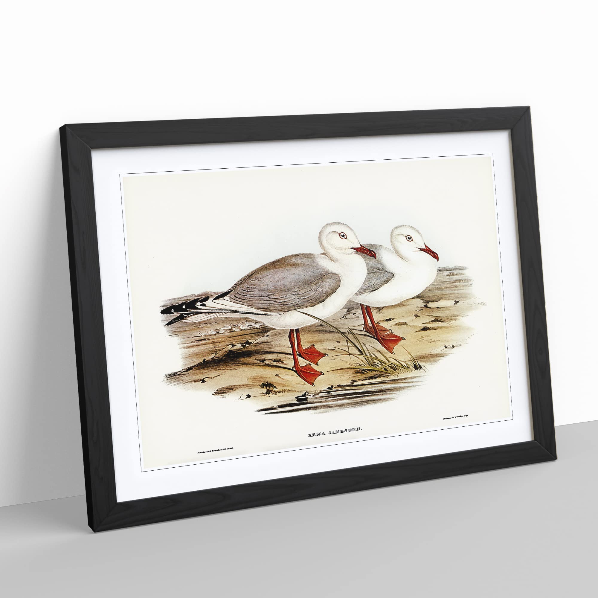 Jameson's Gull By Elizabeth Gould Vintage Framed Print, Black, A3 (46 x 34 cm) - Image 2