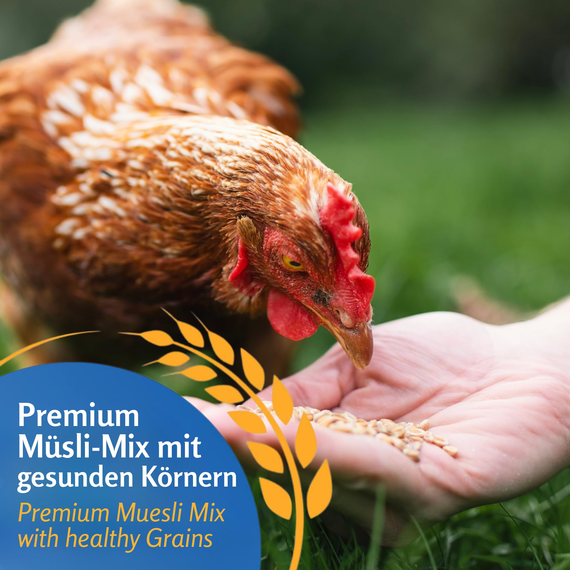 Leimüller Mangime Polli 25kg - 6 cereali, no OGM - Per uova saporite e gusci robusti, Salute e crescita dei Polli