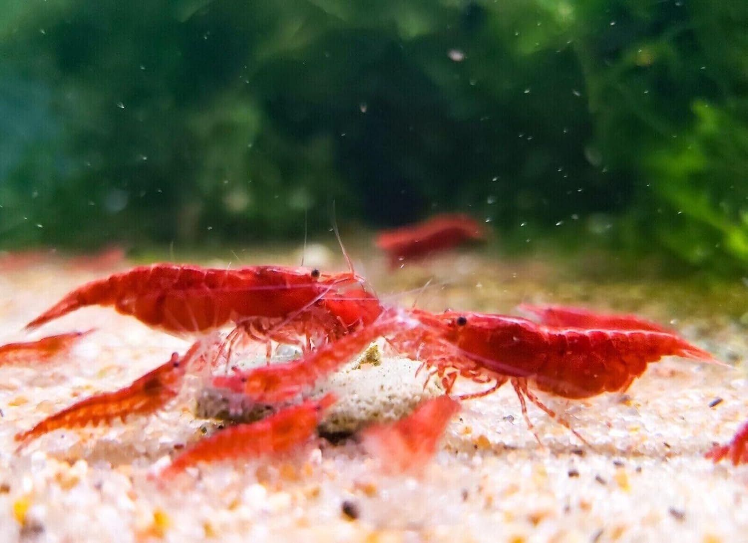 Generic 10 (+2 DOA) Red Cherry Shrimp Freshwater Aquarium Shrimp