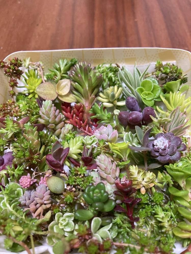 多肉植物　セダム ★星シリーズ★　カット苗 多肉植物 セダム ☆星シリーズ☆ カット苗 多肉植物セダム ☆星