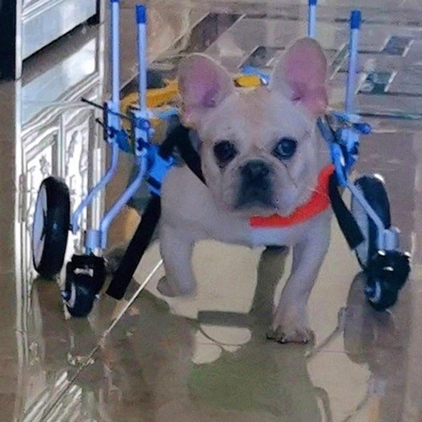 犬用アルミニウム車いす AOJカート車いす・介護用品｜Animal Ortho Japan